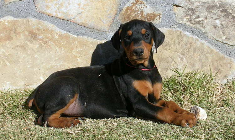 8 week old black rust male doberman puppy