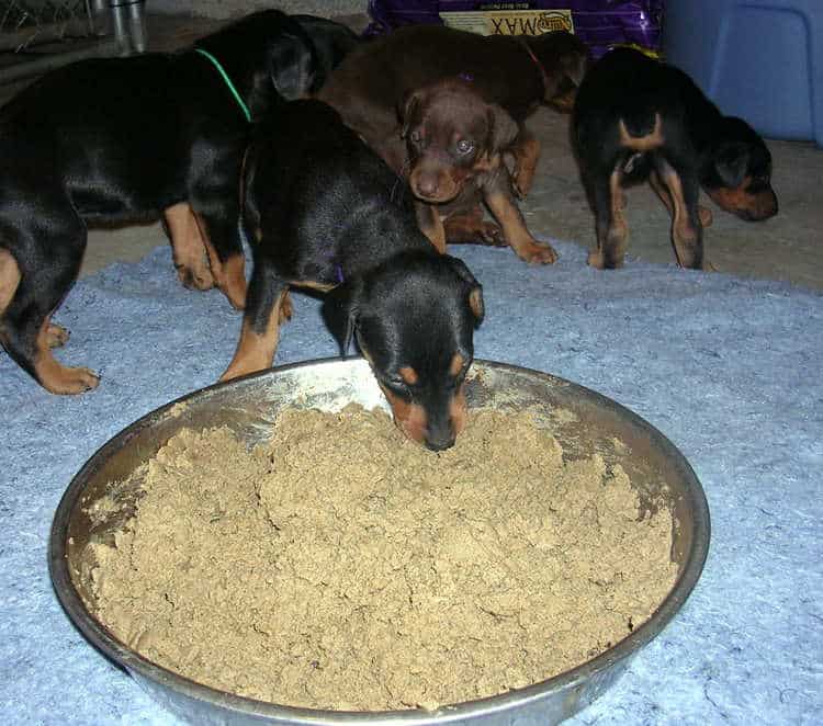 doberman puppies introduced to food