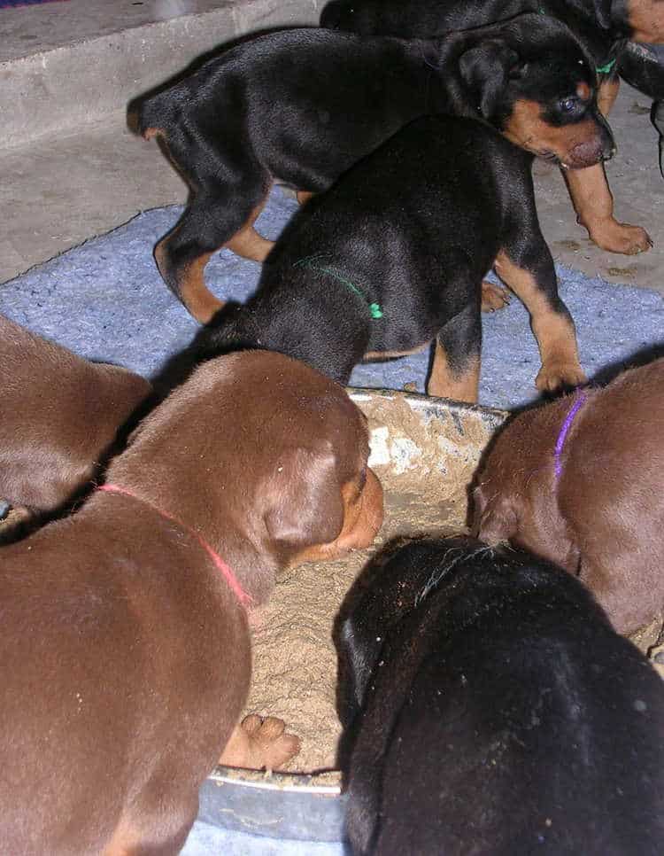 doberman puppies introduced to food