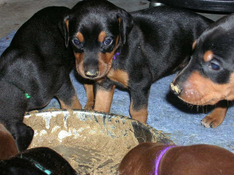 doberman puppies introduced to food