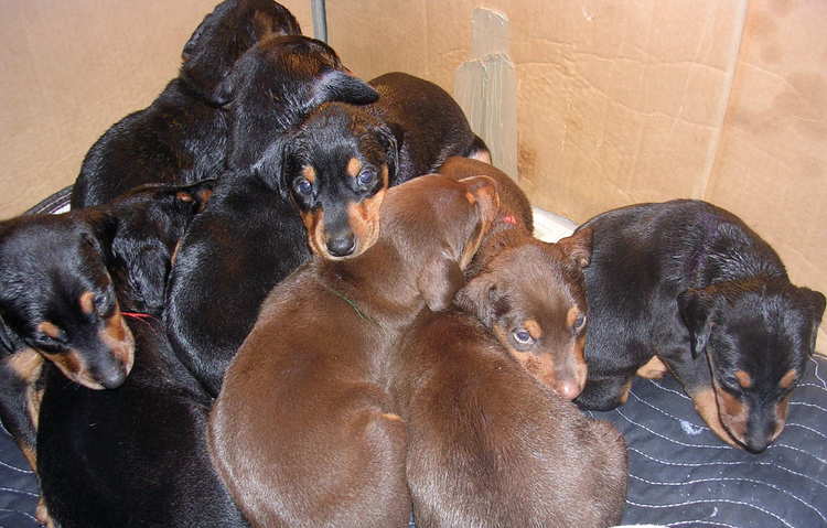 Doberman puppies nap time