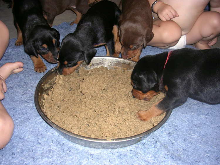 doberman puppies introduced to food