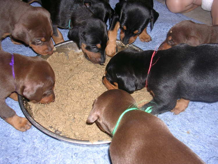 doberman puppies introduced to food