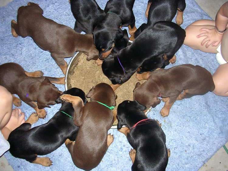 doberman puppies introduced to food