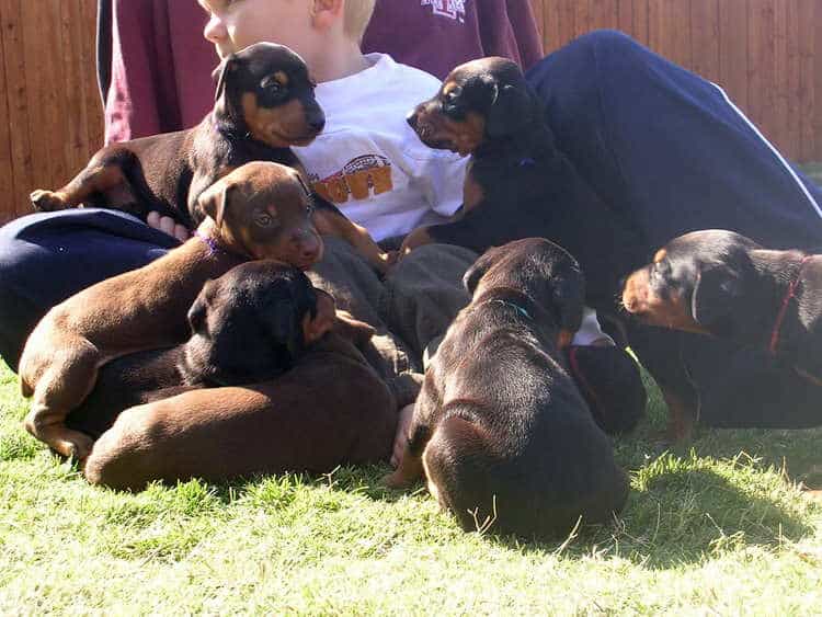 Doberman puppies play with children