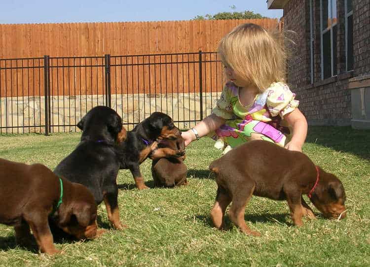 Doberman puppies play with children