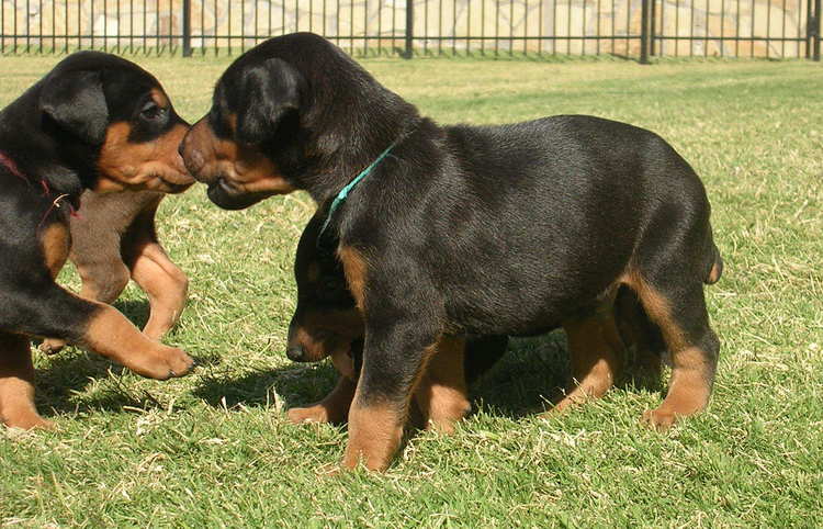 doberman puppies playing outside