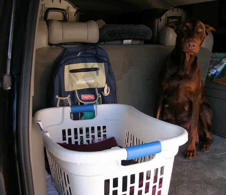 Doberman puppies tail docking and dew claw removal