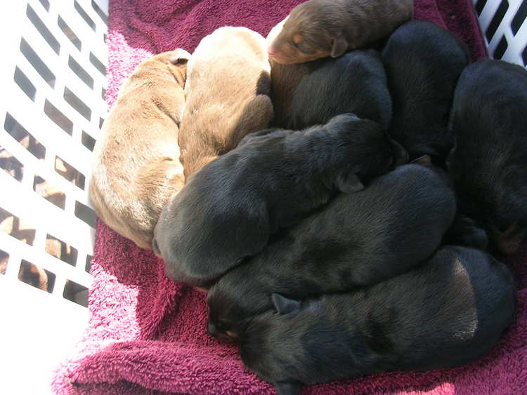 Doberman puppies tail docking and dew claw removal