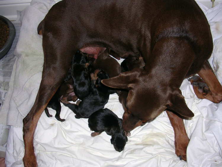 Doberman puppies tail docking and dew claw removal