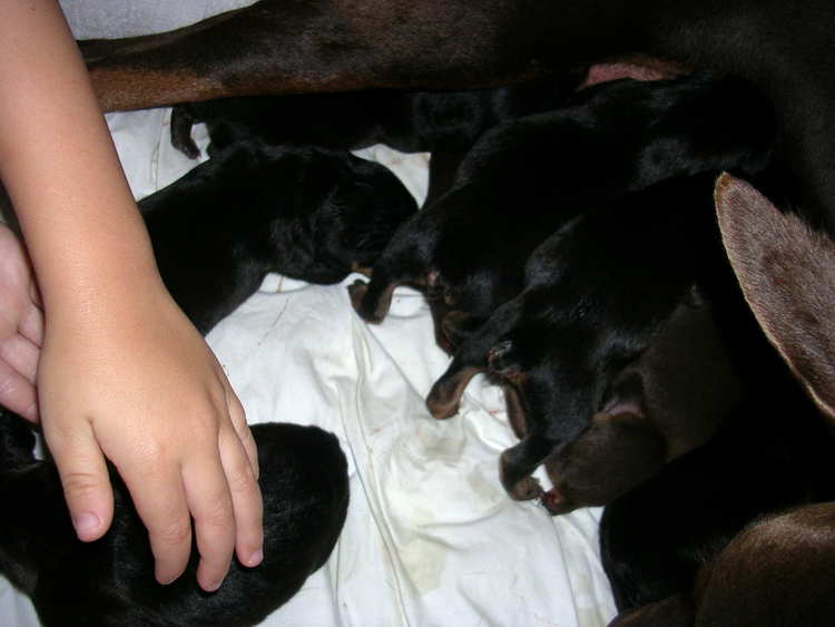 Doberman puppies tail docking and dew claw removal