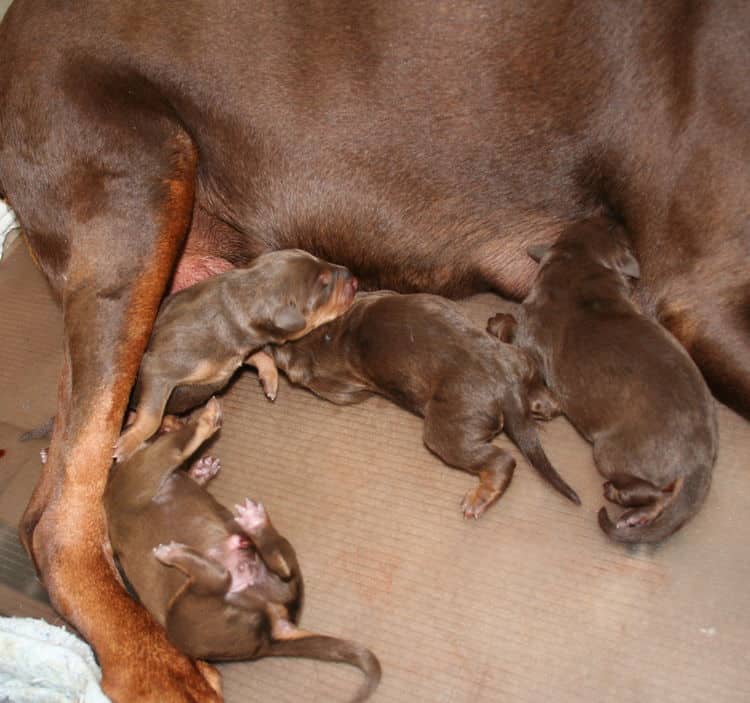 day old doberman puppies