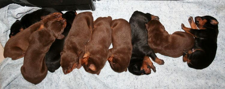 week old doberman puppies
