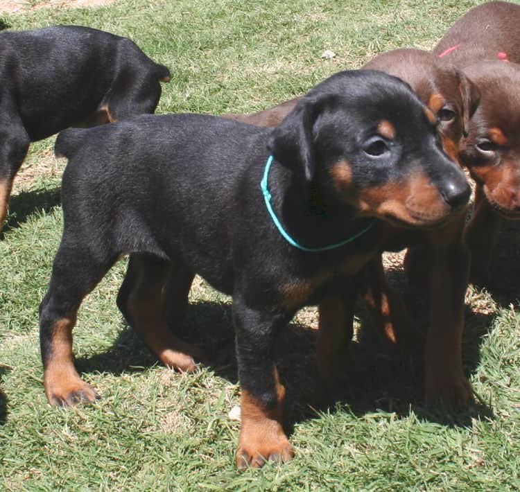 black female dobe pup