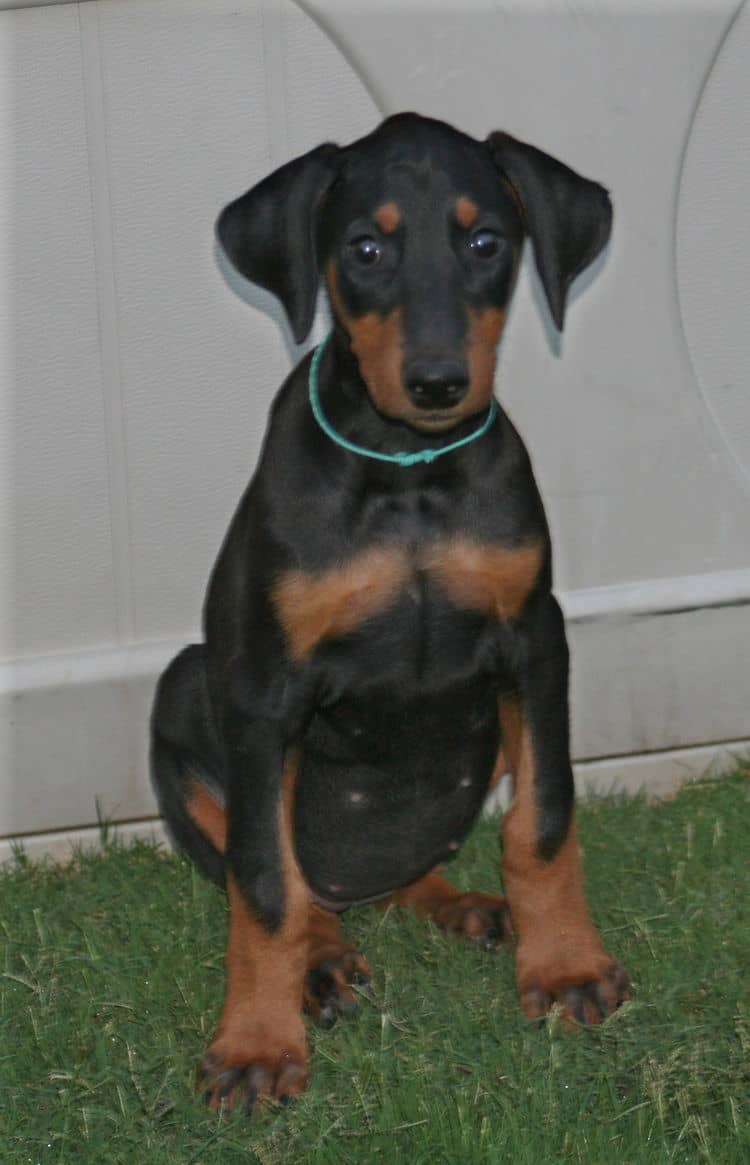 doberman female pup natural ears