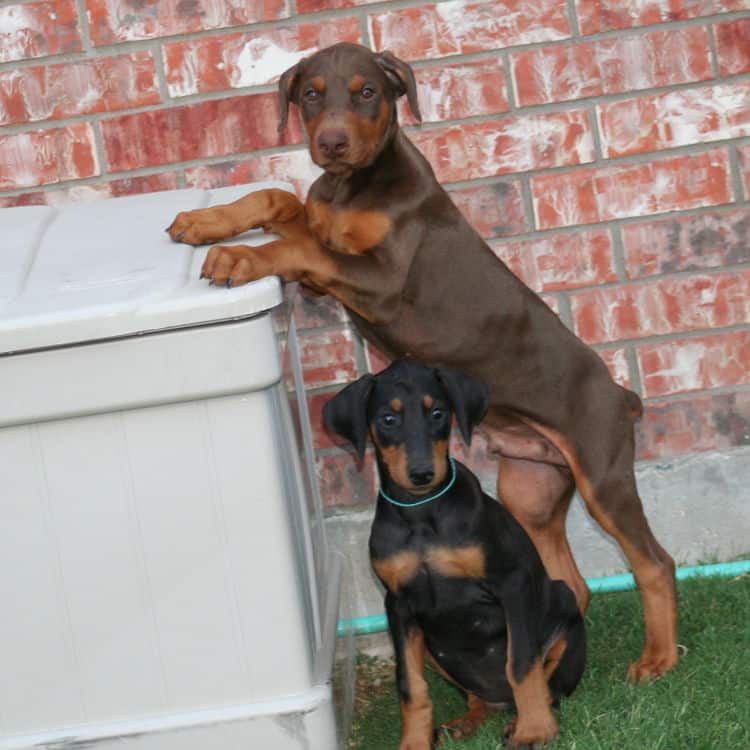 doberman female pup natural ears