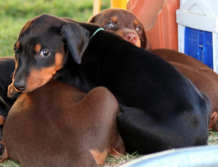 black female dobe pup