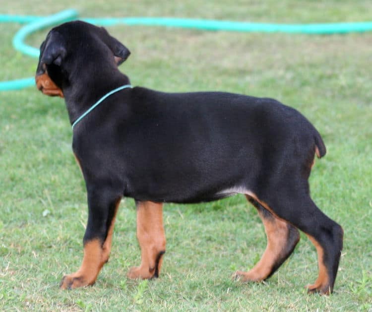 black female dobe pup