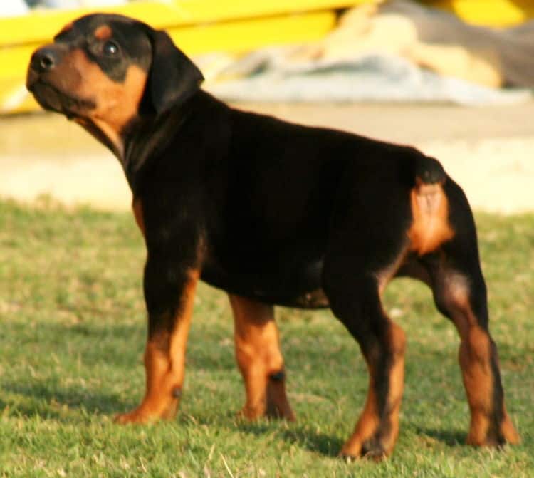 black male dobe pup