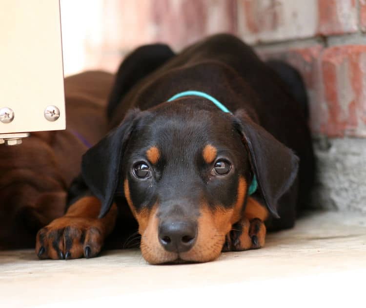 black female dobe pup