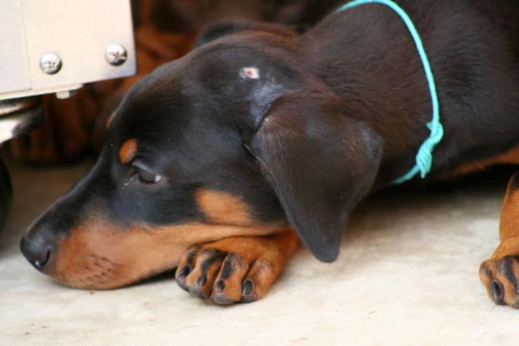 black female dobe pup