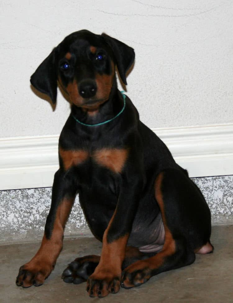 black female dobe pup