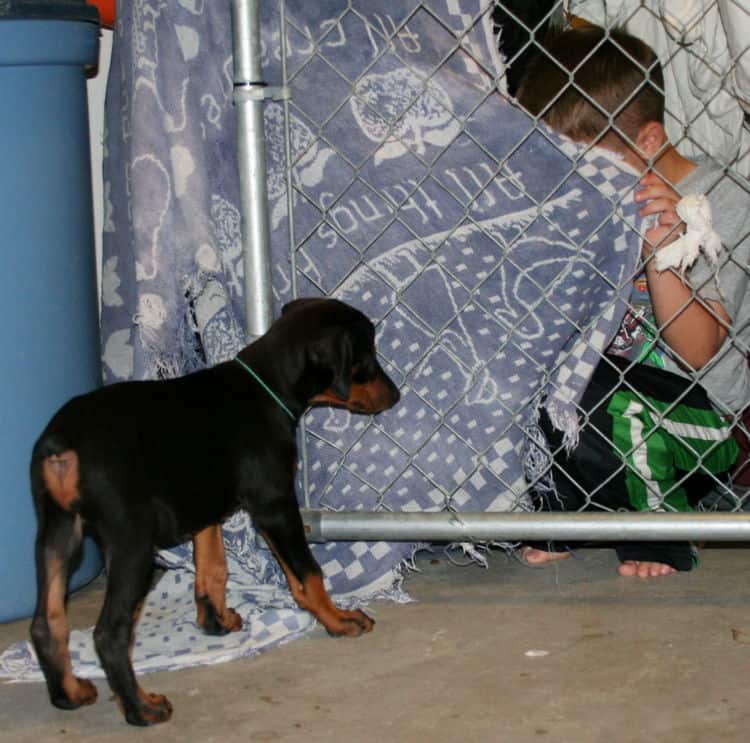 black female dobe pup