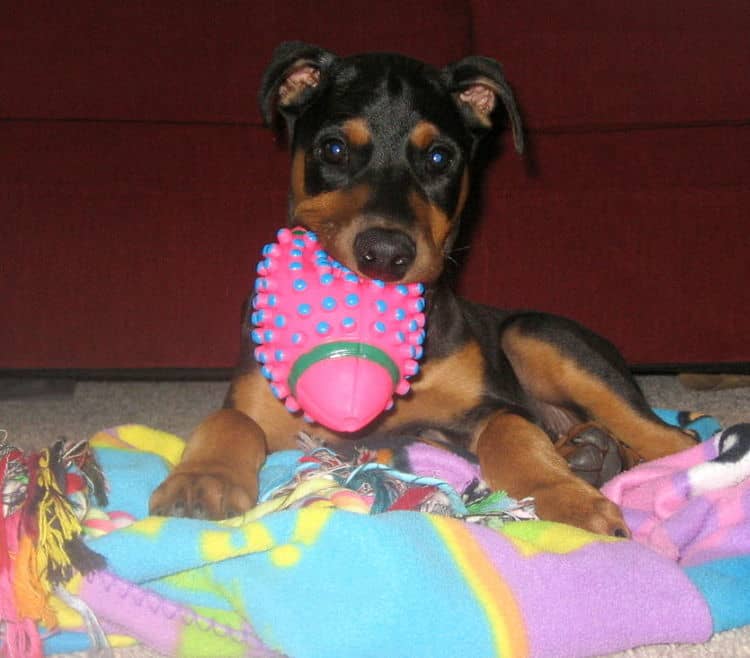 black male dobe pup home with children