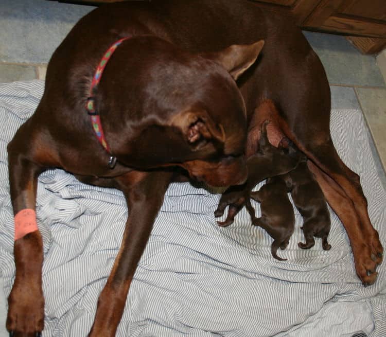 doberman puppies red and rust - 1st day of birth by c-section