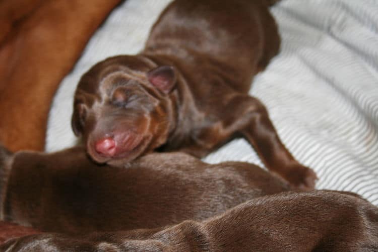 doberman puppies red and rust - 1st day of birth by c-section