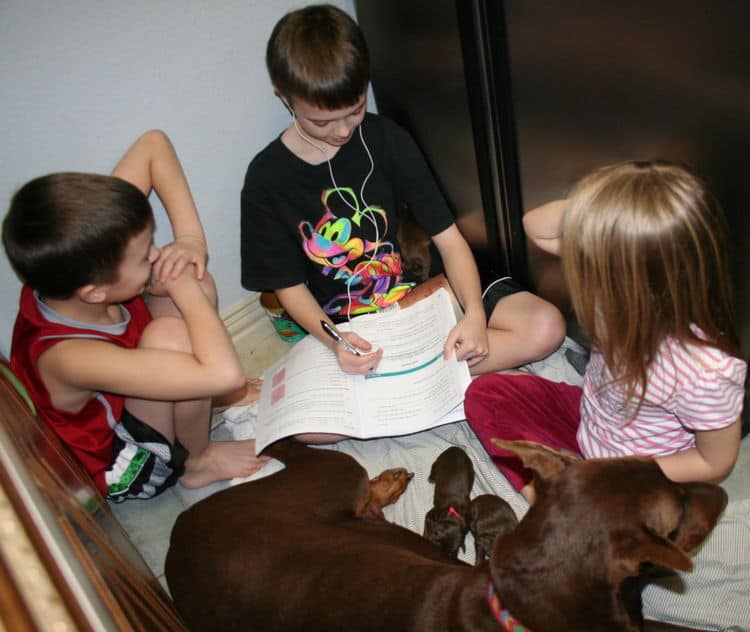 children and doberman puppies red and rust - 1st day of birth by c-section