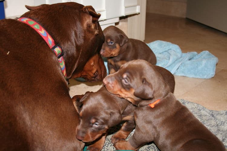 3 week old red and rust doberman pups