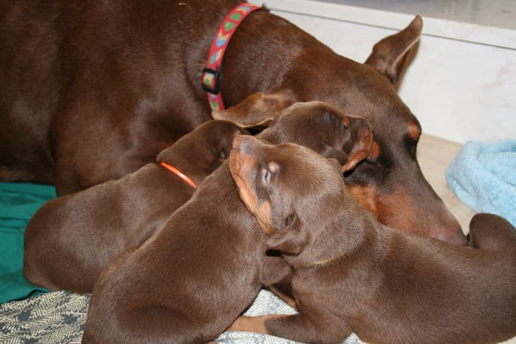 3 week old red and rust doberman pups