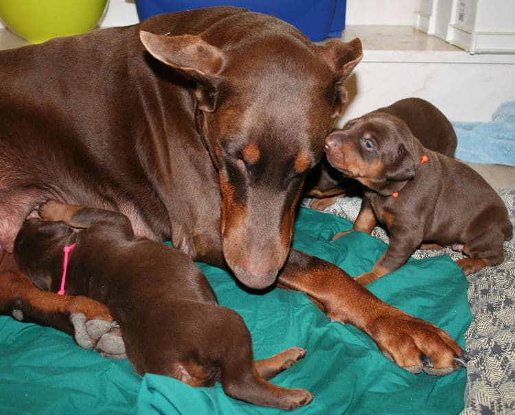 3 week old red and rust doberman pups