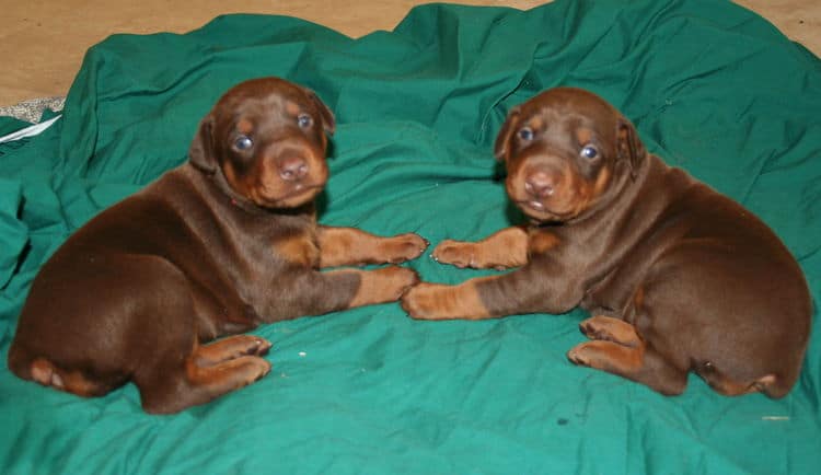 3 week old red and rust doberman pups