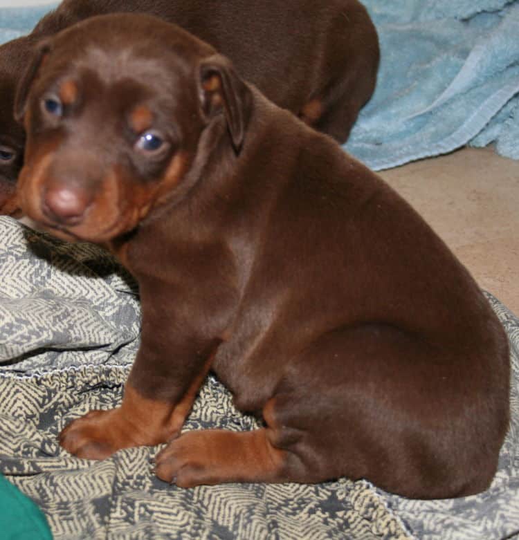 red and rust female dobermann puppy