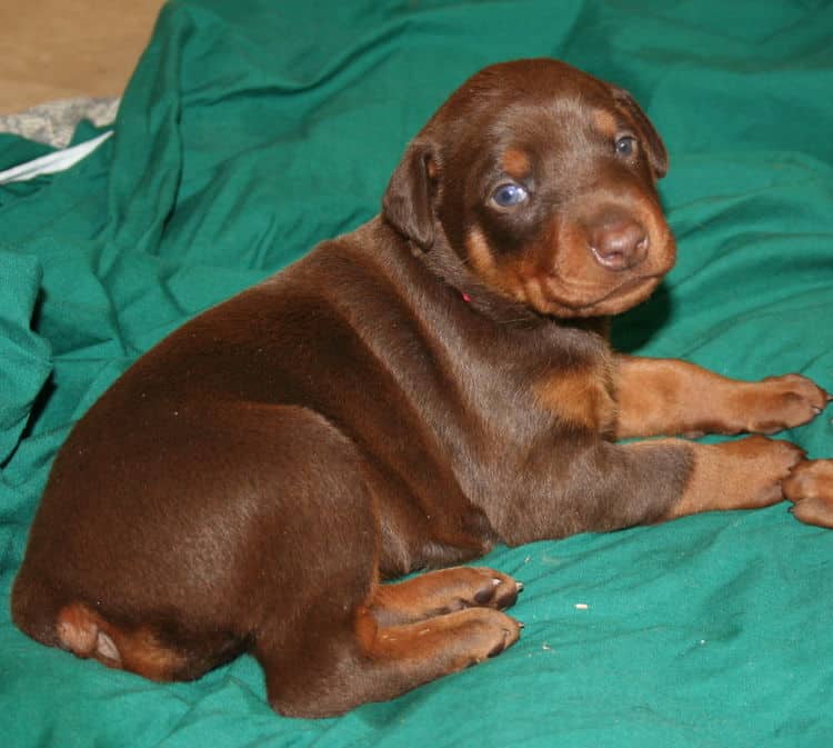 3 week old red and rust doberman female pup