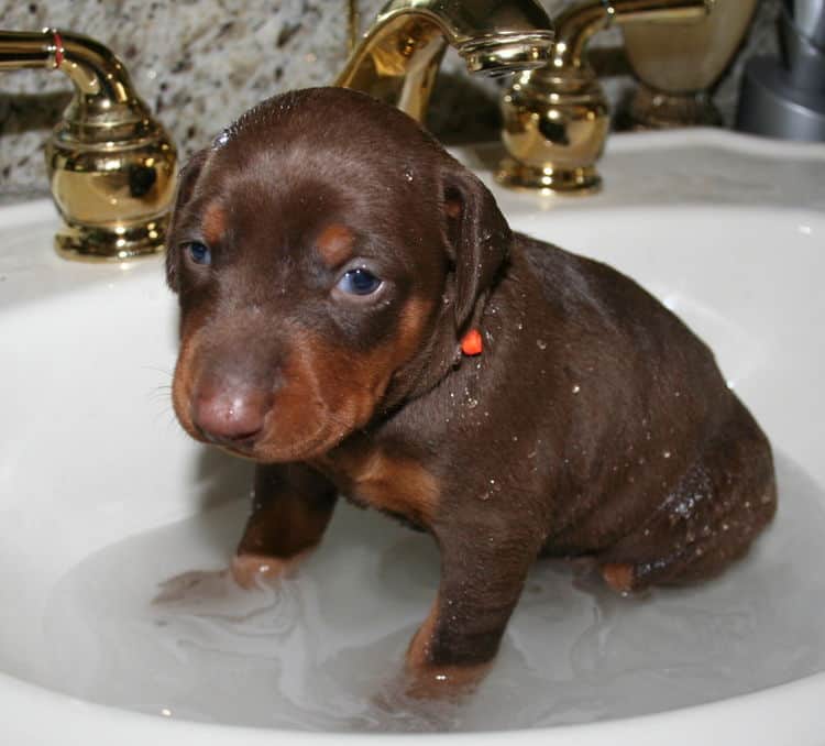 red and rust female dobermann puppy