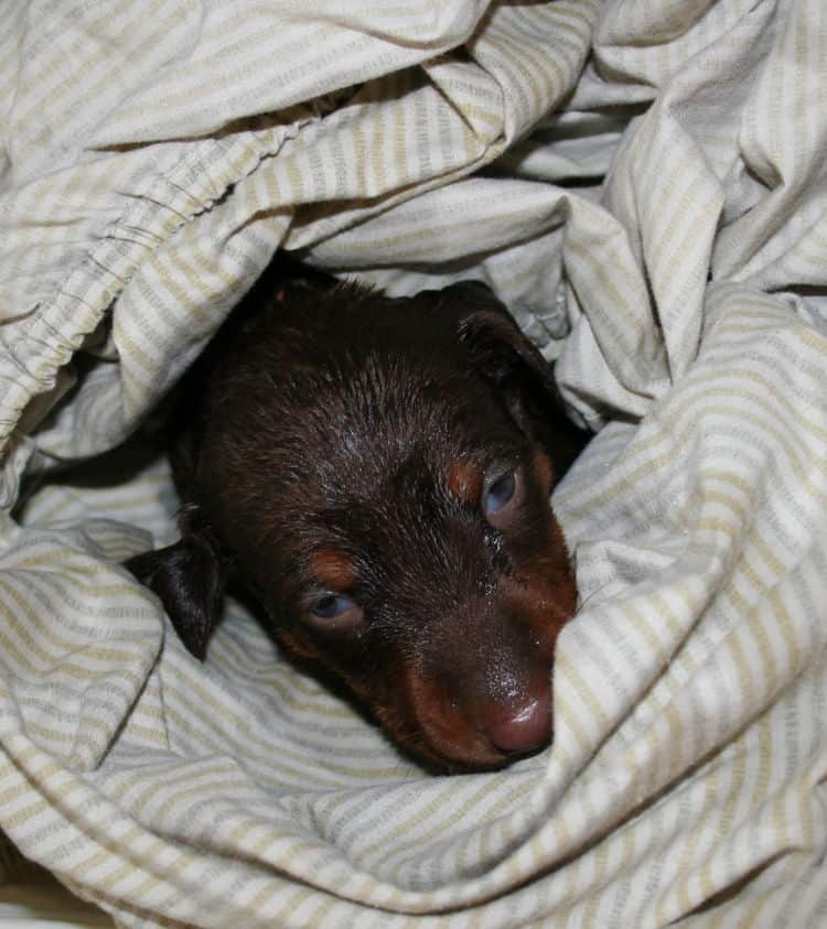 red and rust female dobermann puppy