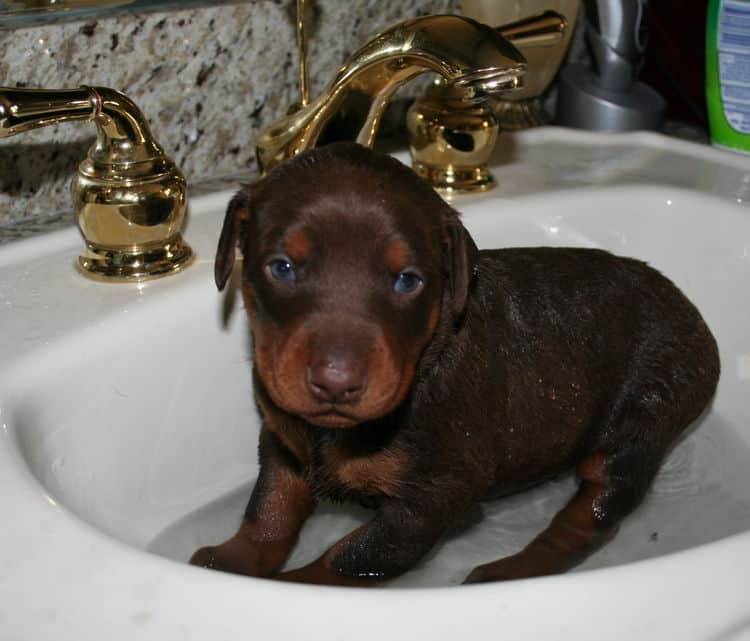 3 week old red and rust doberman female pup