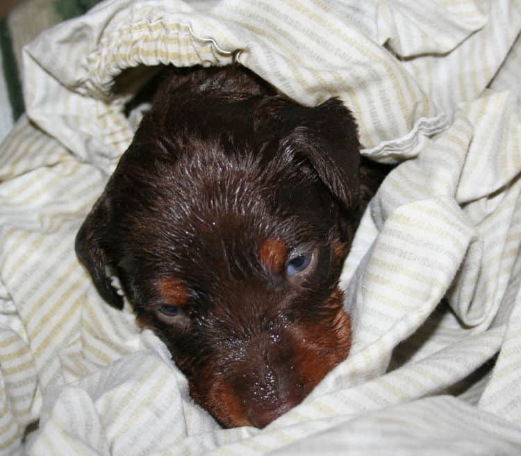 batth time for 3 week old red and rust doberman pups