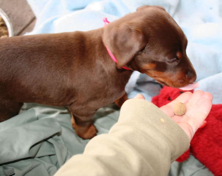 young doberman puppies eating food for first time