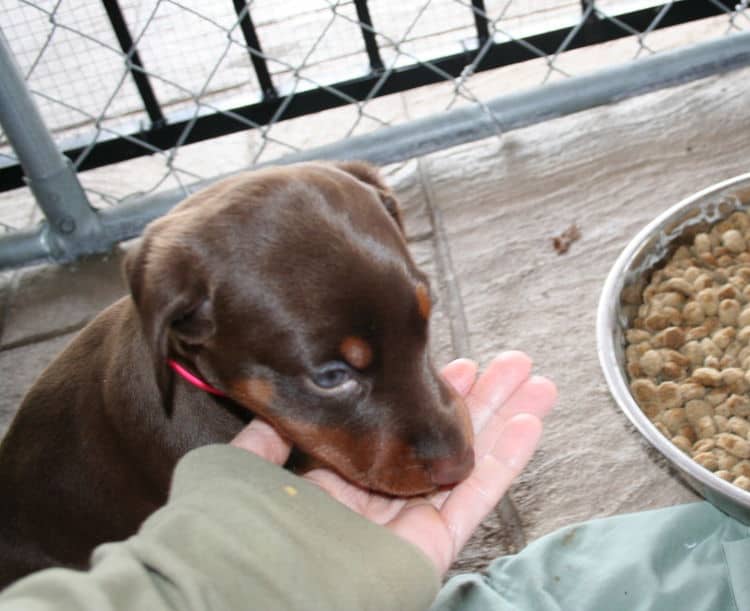 young doberman puppies eating food for first time