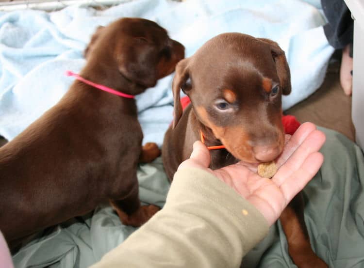 young doberman puppies eating food for first time