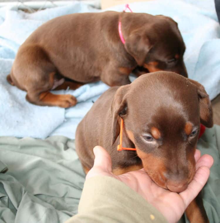 young doberman puppies eating food for first time