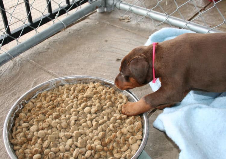 young doberman puppies eating food for first time