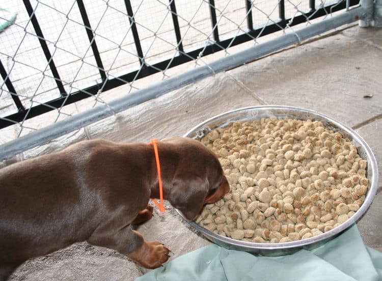 young doberman puppies eating food for first time