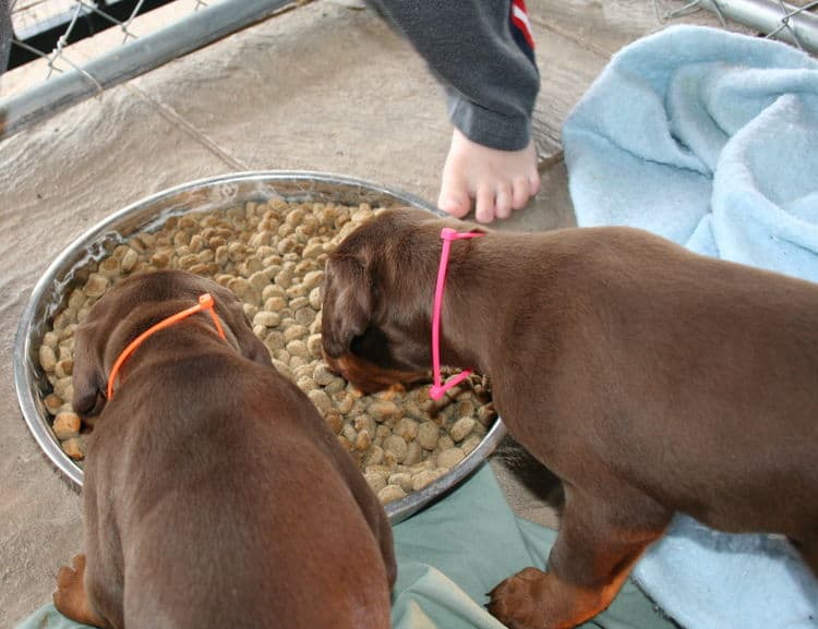 young doberman puppies eating food for first time