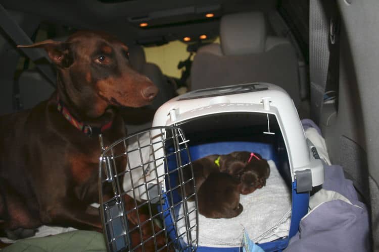 red and rust doberman pups tail dock and dew claw removal