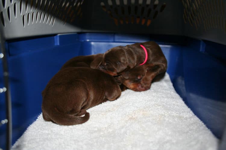 red and rust doberman pups tail dock and dew claw removal